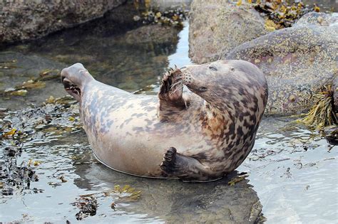 Wildlife and Landscapes: Grey Seals