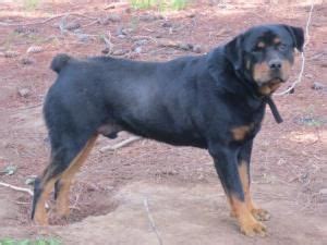 Adopt Blockhead on Petfinder | Rottweiler dog, Dogs of the world, Dogs