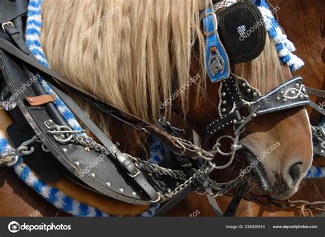 Haflinger Horse Breed Stock Photo by ©PantherMediaSeller 334925514