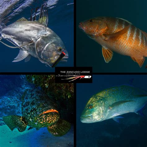 What Kind of Fish Species Can I Find at The Zancudo Lodge? - The ...