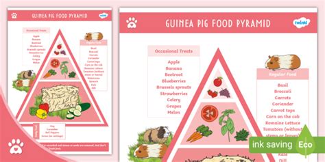 Guinea Pig Food Pyramid - Display Poster - Pet - Twinkl Pets