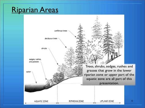 Riparian plants part 1 display version