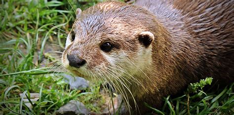 There Otter Be an Appreciation Day for These Cute Animals | San Mateo County Libraries