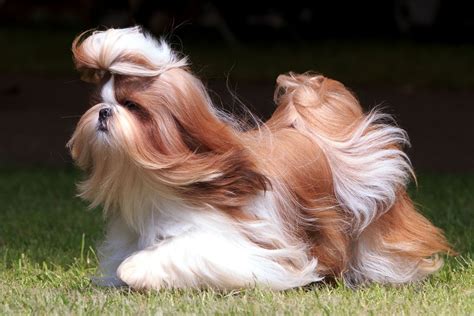 10 Fun Facts You Need to Know About the Popular Shih Tzu Dog