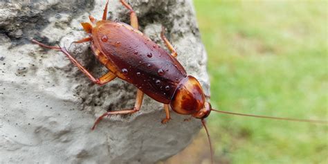 How To Get Rid of Wood Roaches: 7 Effective Methods