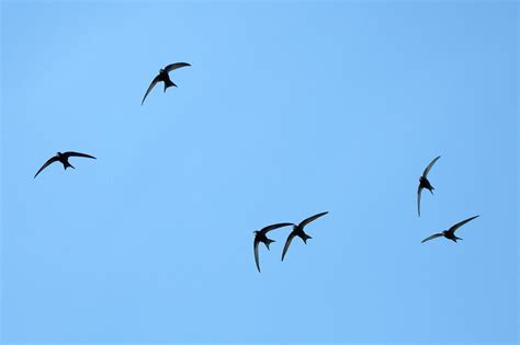 Common Swift Group Flying, Bradford-on-avon, Wiltshire, Uk Photograph ...