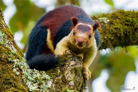 A Giant Squirrel Is Spotted in India, It’s So Big You May Think It ...