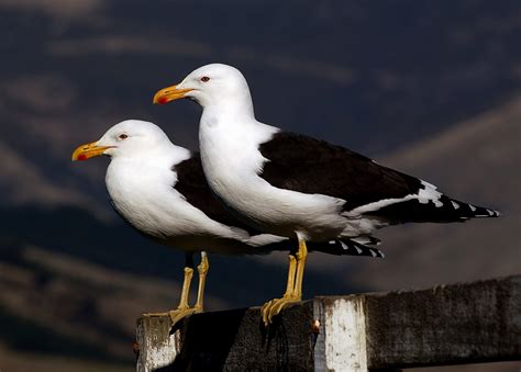 Seagulls Free Stock Photo - Public Domain Pictures