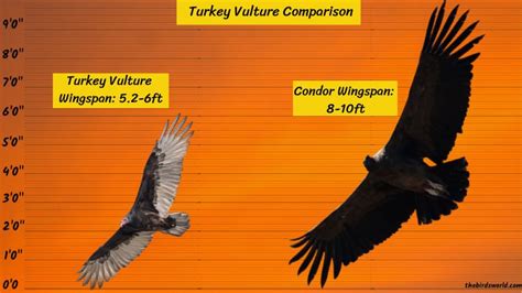 Turkey Vulture Size: How Big Are They Compared To Others?