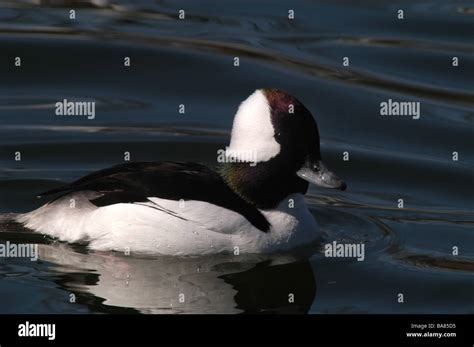 male bufflehead duck Stock Photo - Alamy