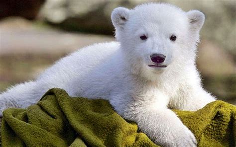 Baby Polar Bear Wallpapers - Wallpaper Cave