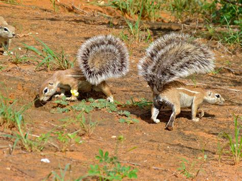 File:Ground Squirrels (Xerus inauris) (7011271439).jpg - Wikipedia