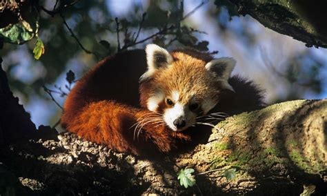 Red Pandas, Climate Change, and the Fight to Save Forests | Pages | WWF