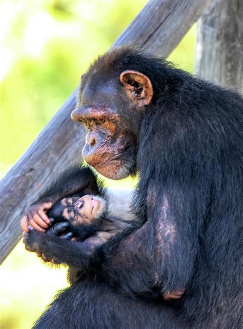 Chimpanzee Family Photograph by Jean Haynes - Fine Art America