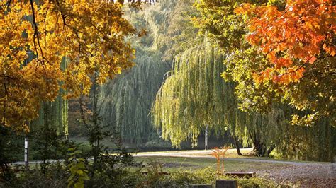 🥇 Landscapes nature trees hungary national park debrecen wallpaper | (36392)