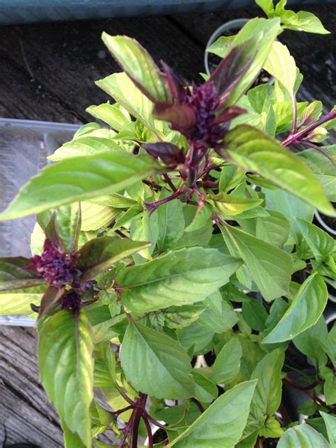 Purple Basil grown in containers | Plants, Garden, Basil