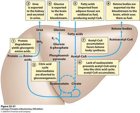 Neoglucogenesis and ketogenesis - A French Dr. Cox