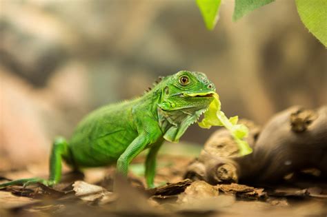 Exciting Facts About the Baby Green Iguana - BarkAndSqueak.com