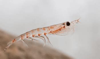 Krill - Top Facts And Information - Animal Corner