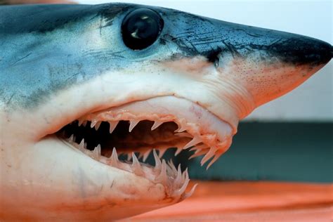 Head of a shortfin mako shark, California, Pacific Ocean. Poster Print ...