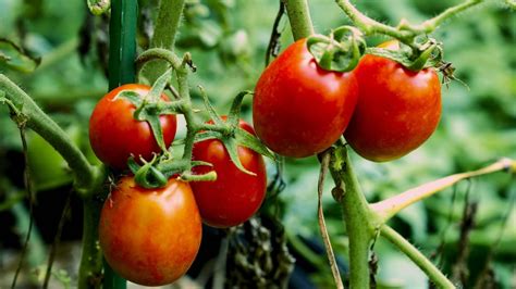 Roma Tomatoes Plant Care & Growing Tips | Horticulture.co.uk