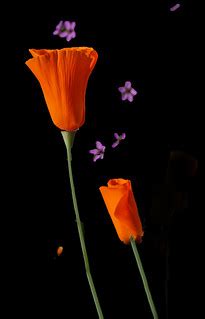 Dark Beauty | Spring poppies | Rennett Stowe | Flickr