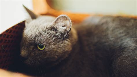 Signs of pain in cats: How do you know if your cat is in pain? | PetsRadar