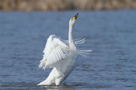 Tundra Swan | Swan, Tundra, Bird species