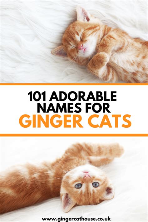 101 Adorable cat names for ginger cats! | Ginger cat names, Cute cat ...