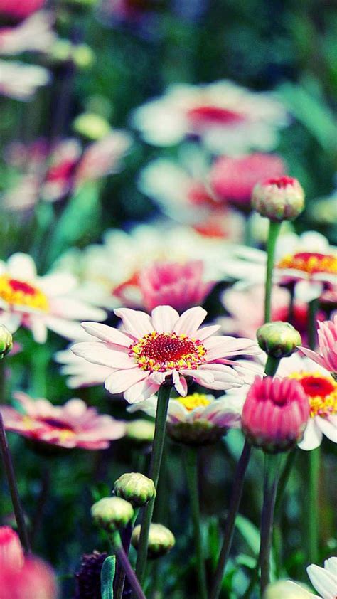 Spring Flowers Wallpaper - iXpap