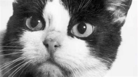 A Brief History of Félicette, the First Cat in Space | Animals amazing, Cats, Feline