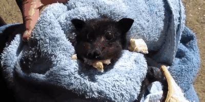 alicia-chauve-souris-banane-gif - Animaaaaals