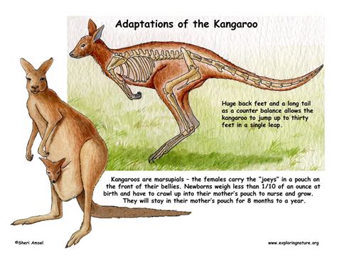 Adaptations of the Kangaroo