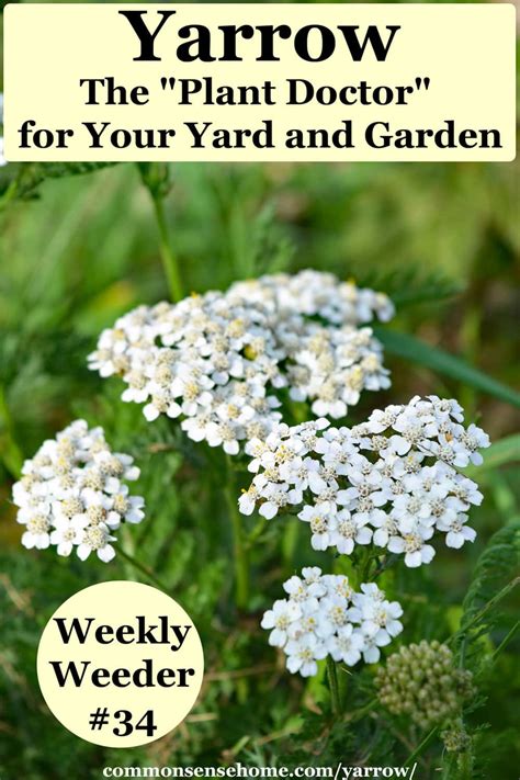 Yarrow - The "Plant Doctor" for Your Yard and Garden