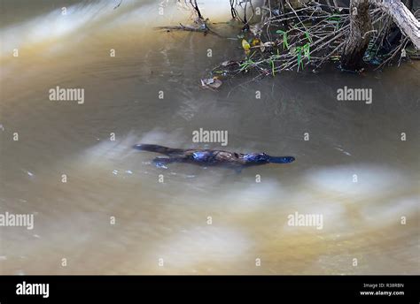 Platypus (Ornithorhynchus anatinus), Platypus viewing platform, Yungaburra, Atherton Tablelands ...