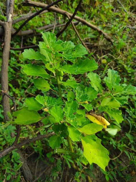 Bada Gokharu Gokhru Pedalium Murex Crow Thorn Yellow Flowers Plant ...