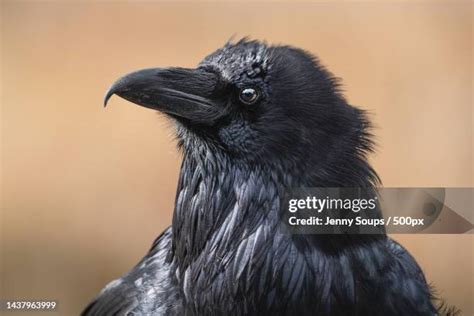 Crow Lake Photos and Premium High Res Pictures - Getty Images