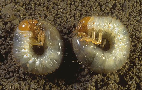 Japanese beetle larvae (Popillia japonica) - Entomology Today