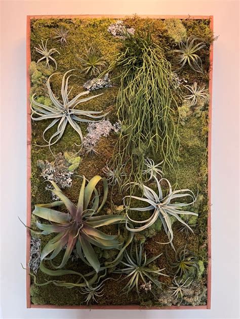 Airplant Wall Art