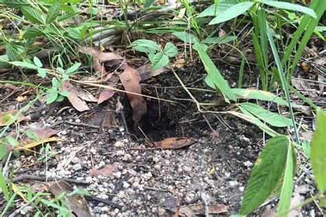 All hands on deck to trap northern bettong in the name of conservation - ABC News