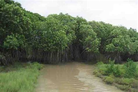 Mangrove Forest Withstood Cyclone Amphan, Saved Odisha's Bhitarkanika ...