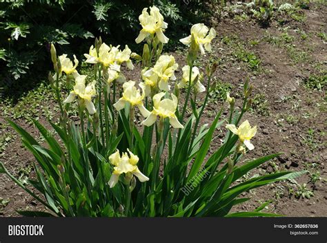 Pale Yellow Flowers Image & Photo (Free Trial) | Bigstock