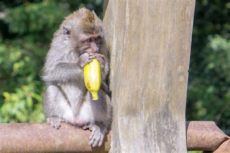 Monkey Eating Bananas In Jungle Stock Photo - Image of animal, holding ...