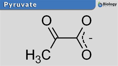 Pyruvate - Definition and Examples - Biology Online Dictionary