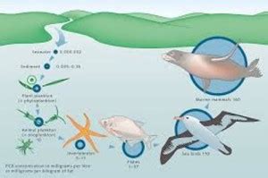 10 Facts about Bioaccumulation - Fact File