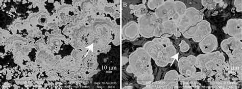 Frontiers | Key Role of Alphaproteobacteria and Cyanobacteria in the Formation of Stromatolites ...
