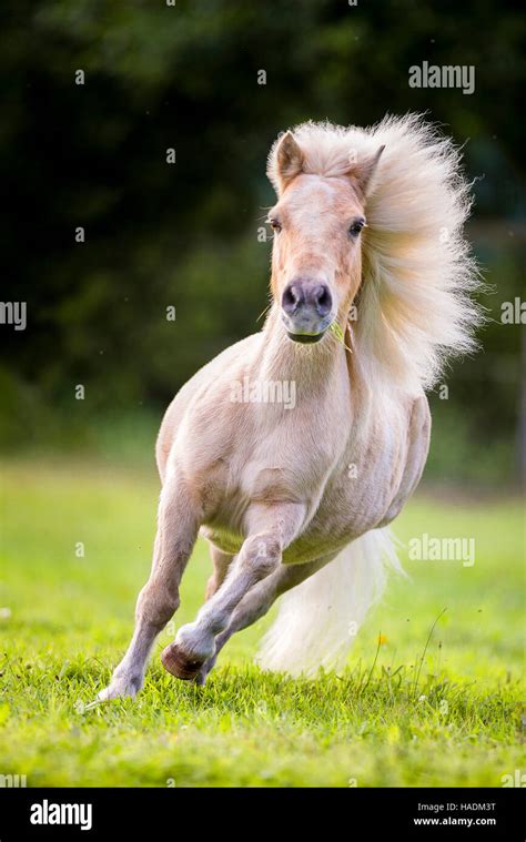 Shetland Pony. Palomino gelding galloping on a pasture. Germany Stock ...