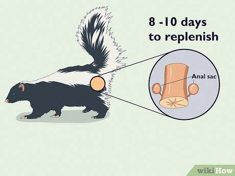 How Far Can a Skunk Spray? All Your Questions Answered