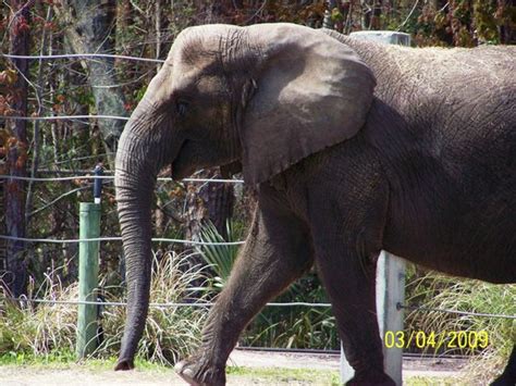 Jacksonville Zoo & Gardens - 2020 All You Need to Know Before You Go (with Photos ...