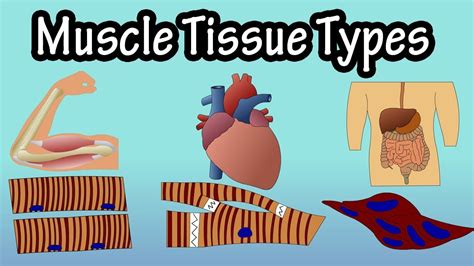 Types Of Muscle Tissue